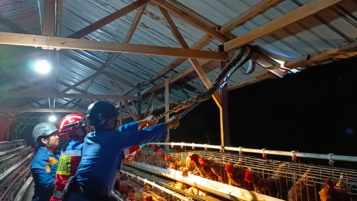 Petugas Disdamkarmat Kotim saat mengevakuasi ular yang masuk kandang peternakan ayam milik warga di Jalan Soekarno Sampit, Senin dini hari (10/8/2026). (Disdamkarmat Kotim)&nbsp;
