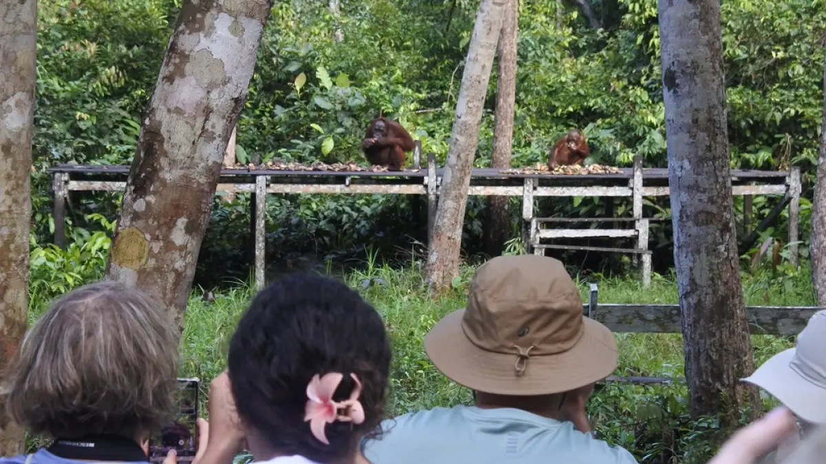 Wisatawan domestik maupun wisatawan mancanegara sedang menyaksikan orangutan di Taman Nasional Tanjung Puting, Kabupaten Kotawaringin Barat, awal Juli 2026 lalu. (HERU PRAYITNO/RADAR SAMPIT)