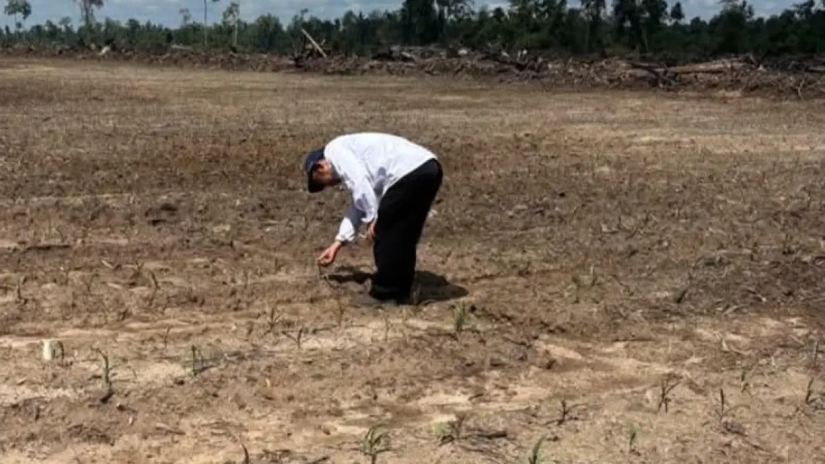 Petani di Kotawaringin Barat mengecek tanaman yang gagal panen akibat kemarau. &nbsp;(ist)