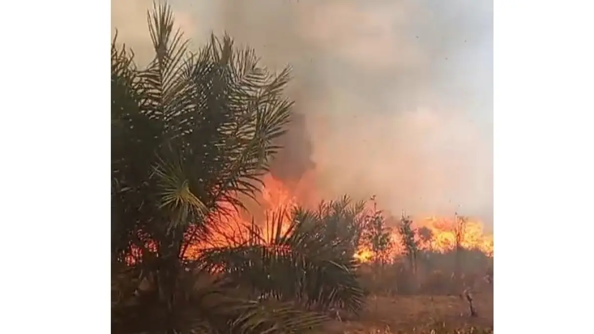 Kebakaran lahan yang merembet ke lahan perkebunan milik warga di Desa Desa Bagendang Tengah, Kecamatan Mentaya Hilir Utara, Kabupaten Kotim.  (Istimewa)