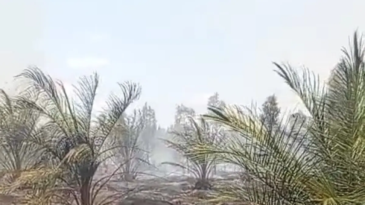 Perkebunan milik masyarakat yang terdampak karhutla.  (Dok: Warga)
