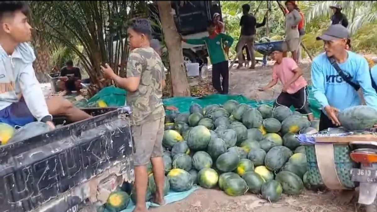 Semangka hasil panen petani di Desa Sei Bakau, Kecamatan Kumai, Kabupaten Kotawaringin Barat. (istimewa/warga)