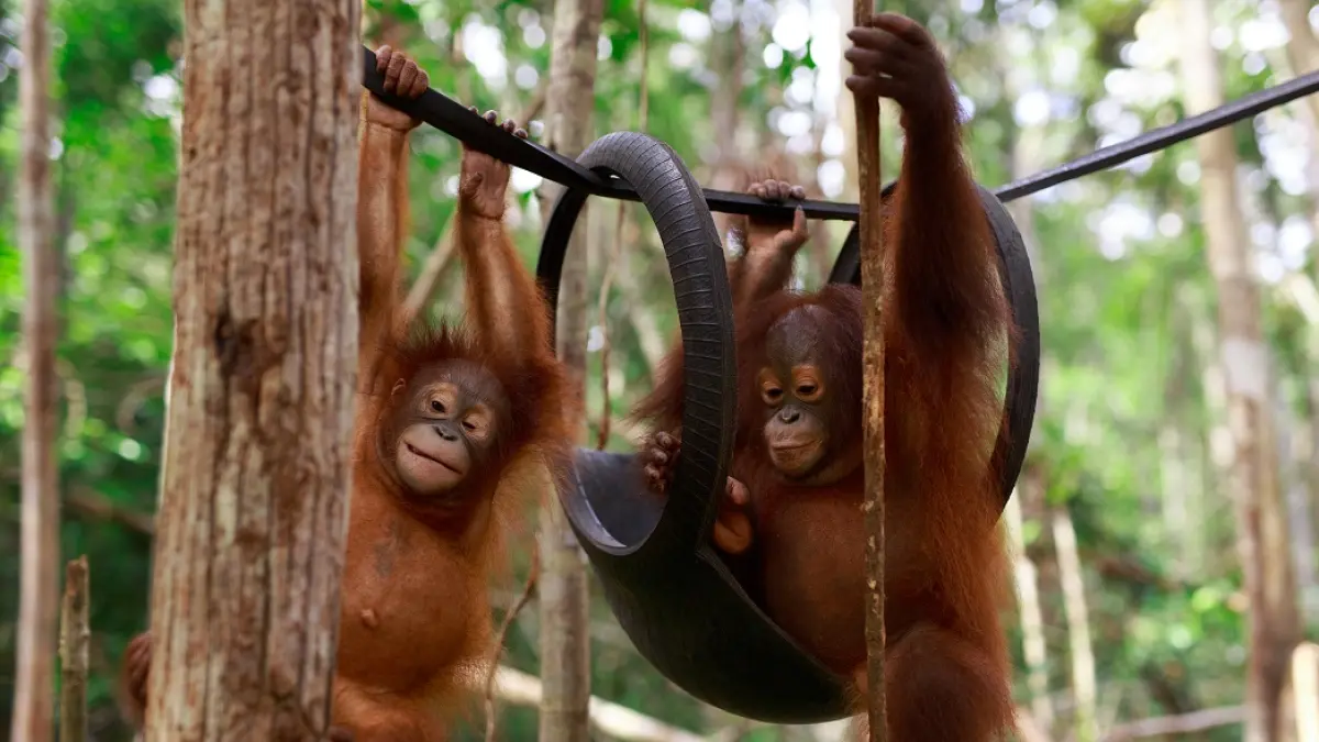 Dua anak Orangutan, ketika menjalani rehabilitasi di kawasan konservasi yang ada di Kalteng. (istimewa/BOS)
