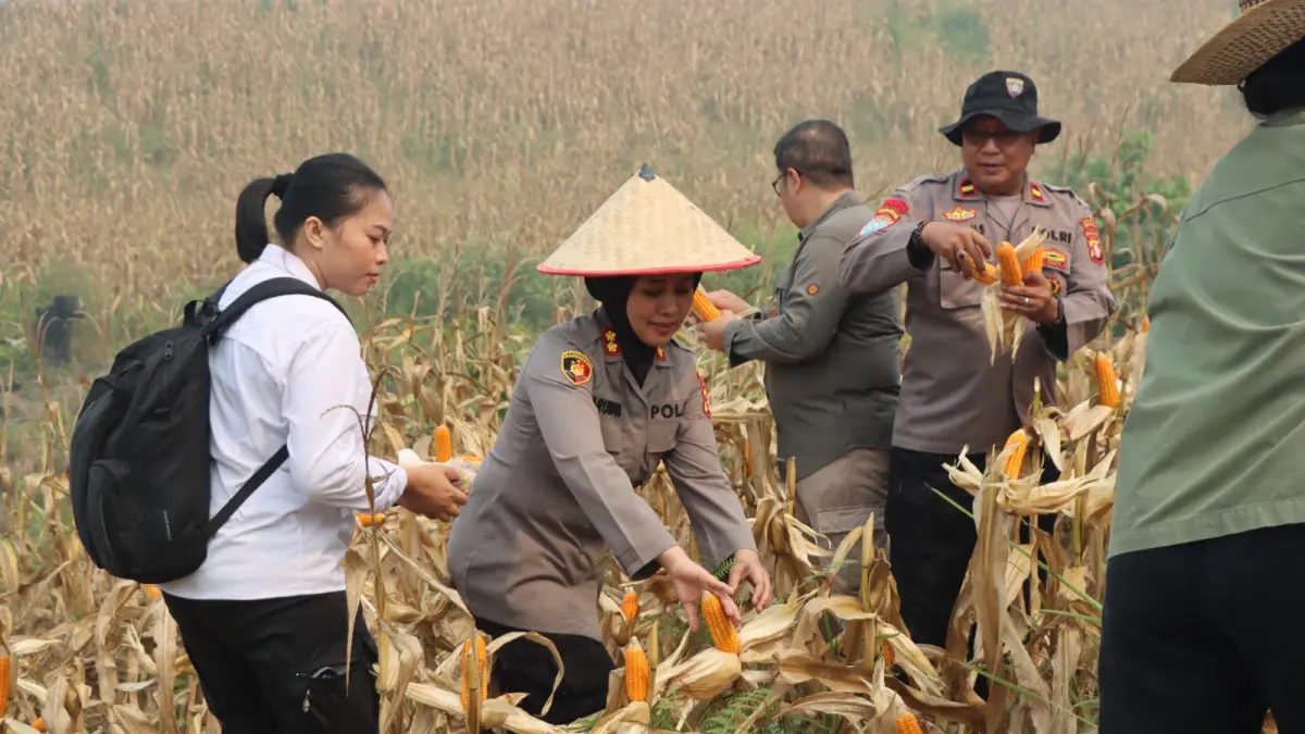 Suasana pelaksanaan panen jagung hibrida di lahan binaan Polsek Kurun, Desa Tanjung Riu, Kecamatan Kurun, Rabu (19/8). (HUMAS POLRES GUNUNG MAS)