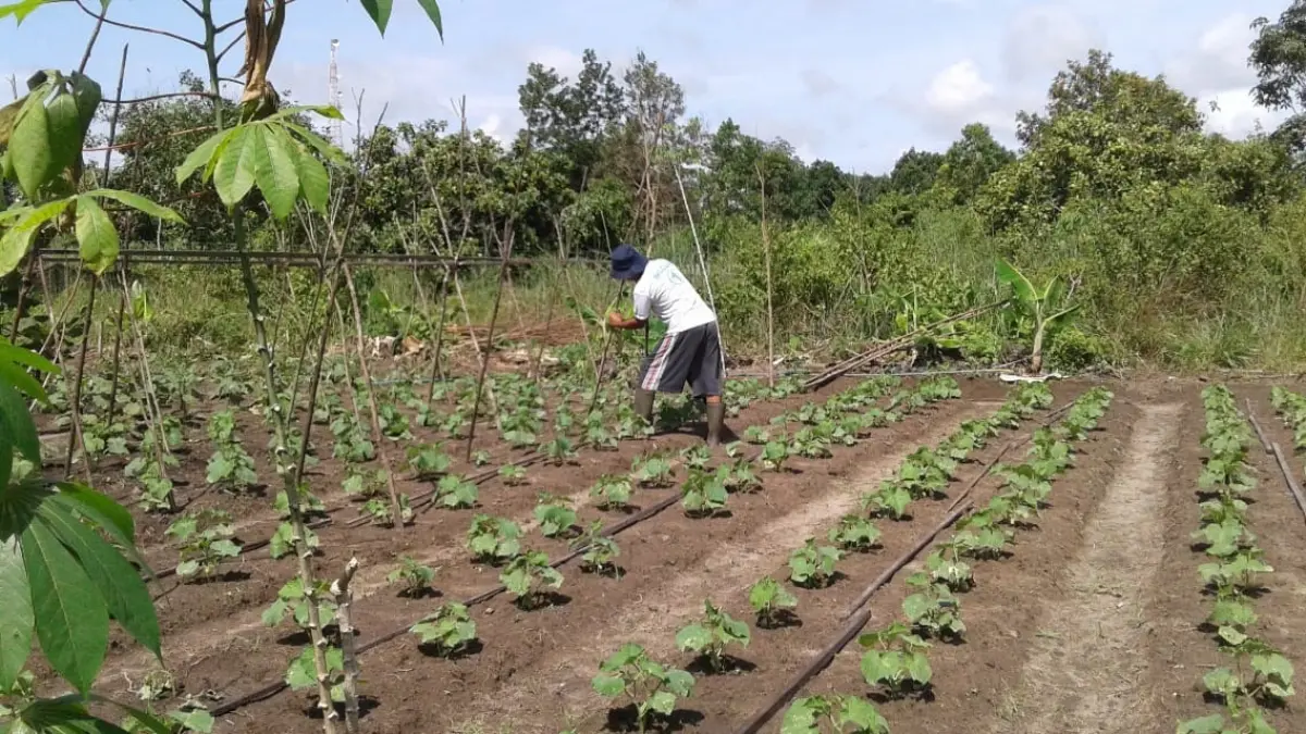 Kemarau membuat para petani ekstra melakukan penyiraman tanaman mereka. (Fauziannur/Radar Sampit) 