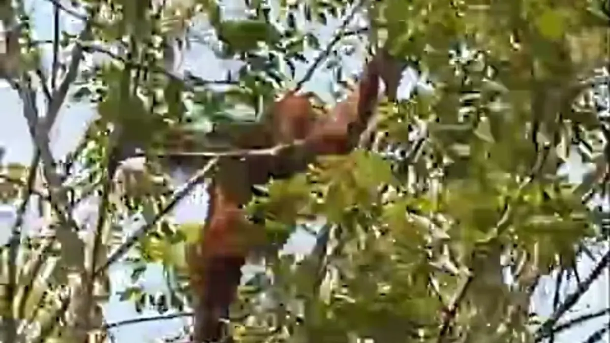 Satu individu orangutan bergelantungan di atas pohon dekat dengan perkebunan warga di Desa Bapanggang Raya, Kecamatan Mentawa Baru Ketapang, Kabupaten Kotawaringin Timur, baru-baru ini. (Istimewa)