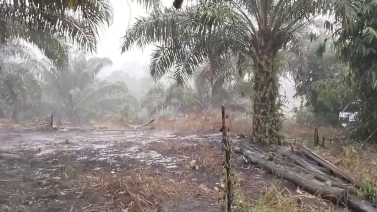 Suasana hujan di wilayah Desa Tumbang Mujam, Kecamatan Tualan Hulu, Kabupaten Kotawaringin Timur, Minggu (23/8 /2026). (Tangkapan layar video kiriman Sekdes Tumbang Mujam Dolik)