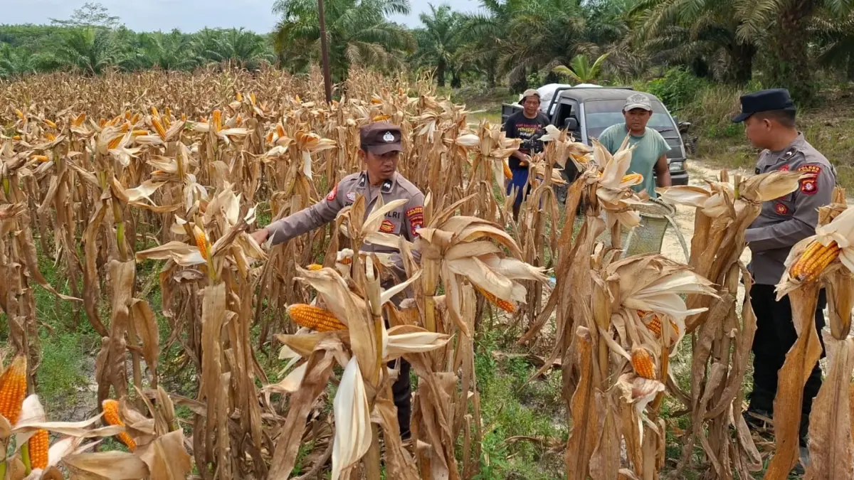 Panen jagung hibrida di&nbsp;lahan seluas dua hektare milik Pemerintah Desa Bangun Sari, Kecamatan Manuhing, Senin (24/8). (Polsek Manuhing)

&nbsp;