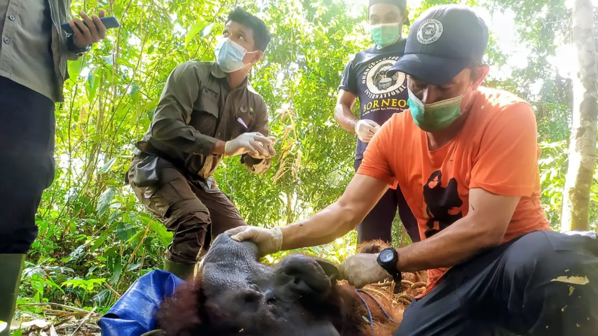 Penyelamatan orangutan di Kecamatan Seranau, Kabupaten Kotawaringin Timur, pada tahun 2022 lalu. (Dokumentasi Usay Nor Rahmad/Radar Sampit)&nbsp;