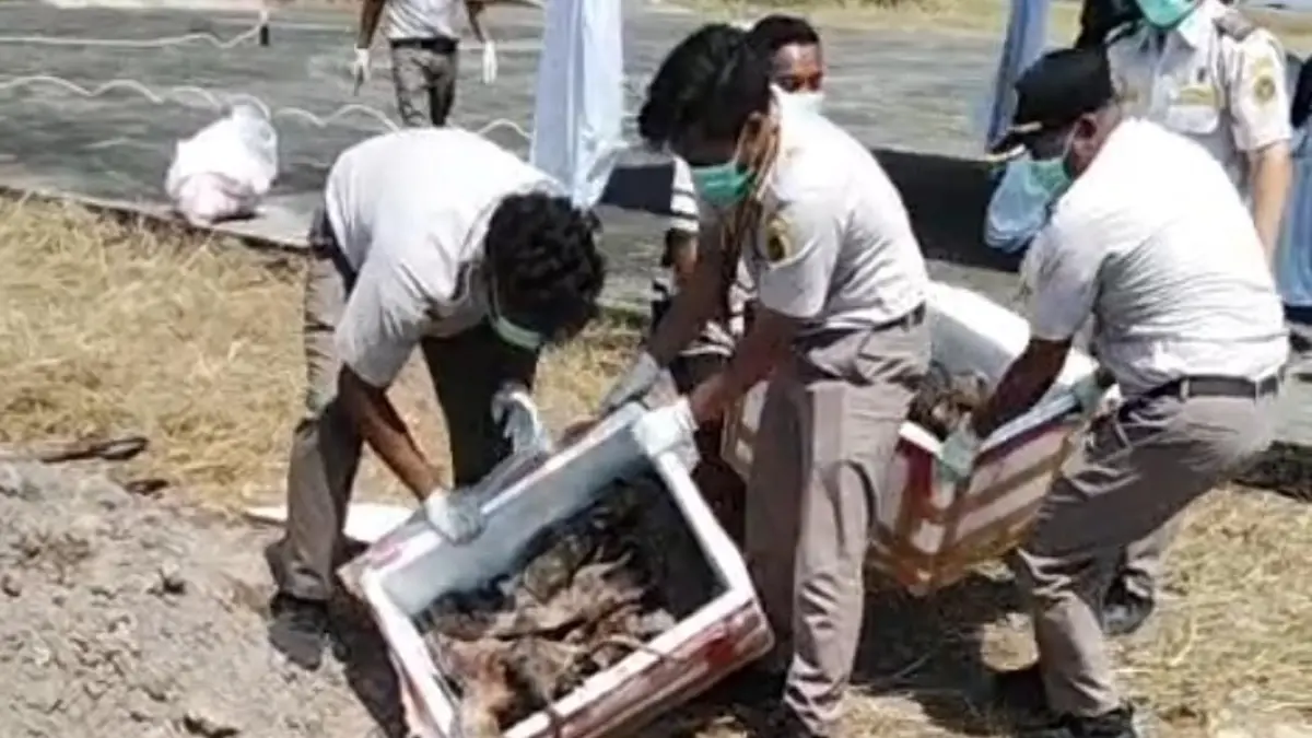 Ratusan kilogram daging ilegal dikubur oleh Balai Karantina Hewan, Ikan, dan Tumbuhan (KHIT) Kalimantan Tengah, Rabu 26 Agustus 2026. (ist) 