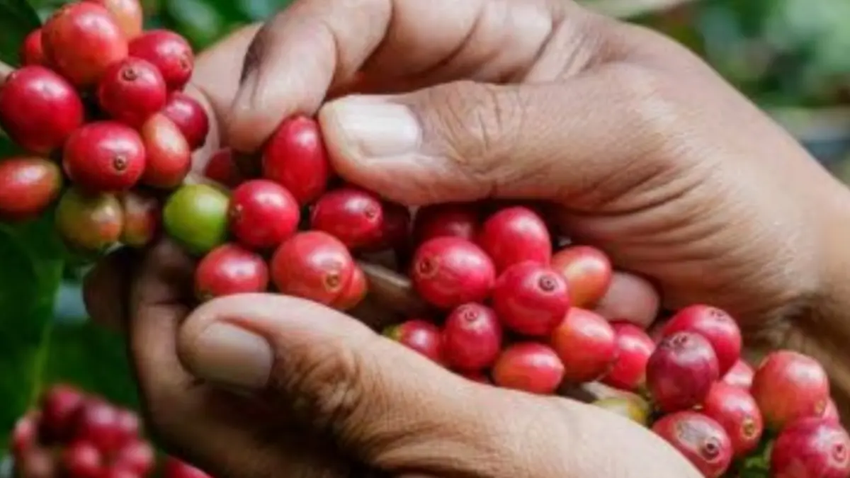 Tanaman kopi saat baru dipetik.(net)