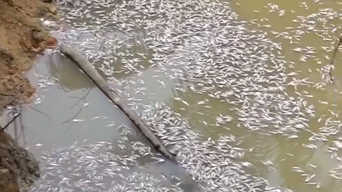 Ribuan anak ikan mati sia-sia di salah satu perairan di Desa Sebungsu, Kecamatan Tualan Hulu, Kabupaten Kotawaringin Timur. ( Adytia untuk Radar Sampit)&nbsp;