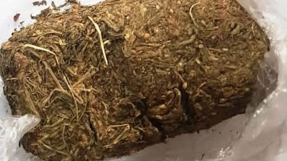 Ilustrasi, narkoba jenis ganja dalam kemasan paket. (net)