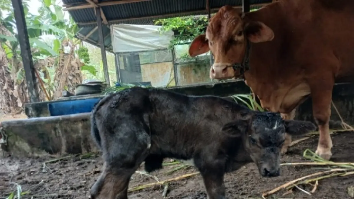 &nbsp;Pedet persilangan indukan Limousin dengan pejantan Belgian Blue lahir sehat di P4S Karya Baru, Desa Kubu, Kecamatan Kumai, Kabupaten Kotawaringin Barat (Kobar), Minggu 30 Agustus 2026. (SYAHRIAN/RADAR SAMPIT)&nbsp;