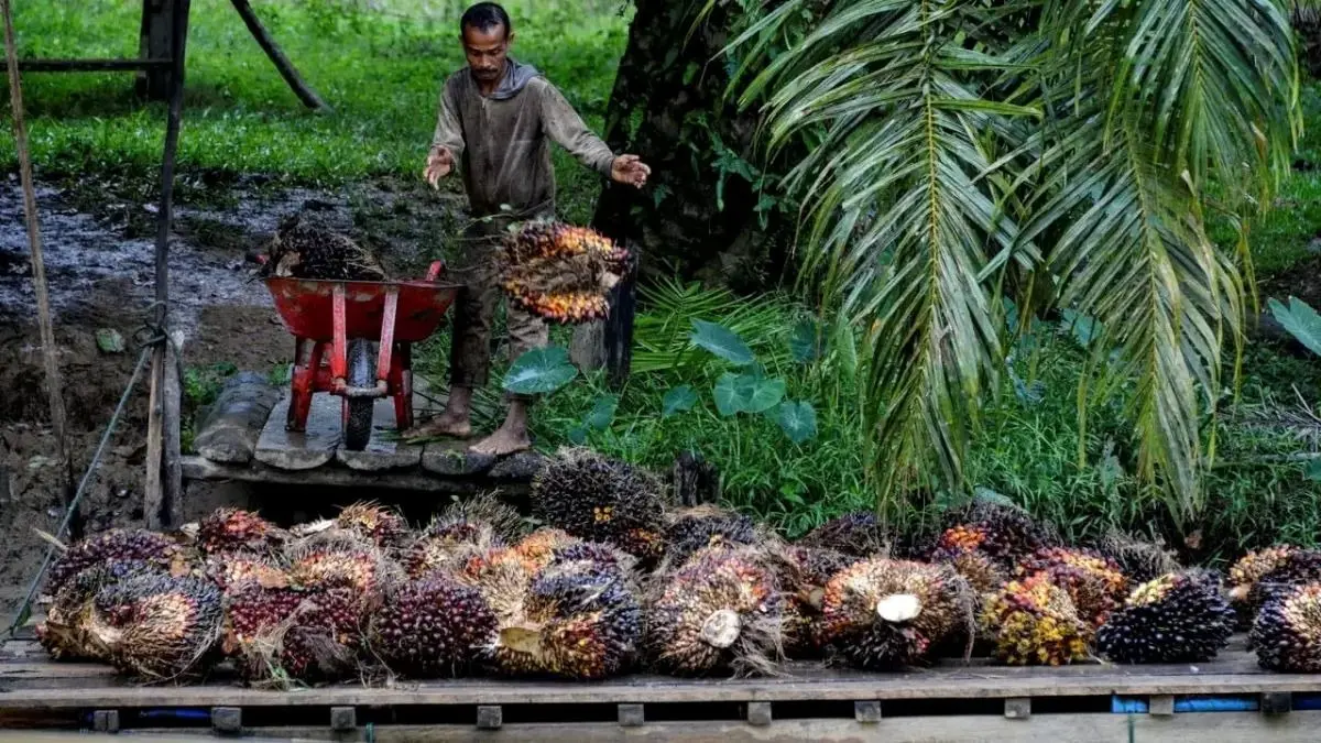 BPDP perkuat sinergi dengan Pemkab guna mempercepat program perkebunan rakyat dari sektor hulu ke hilir secara merata.