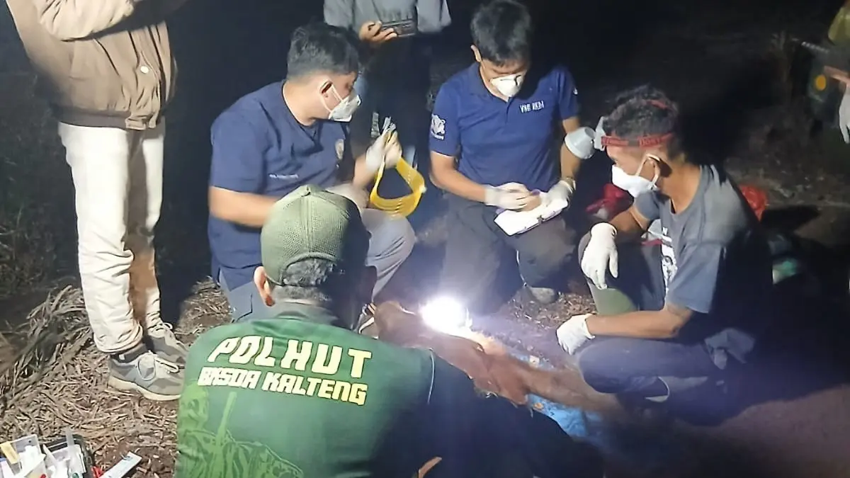 Upaya pemyelamatan dua infividu orangutan di Hutan Kota Sampit, Rabu malam (2/9/2026). (Istimewa/Radar Sampit) 