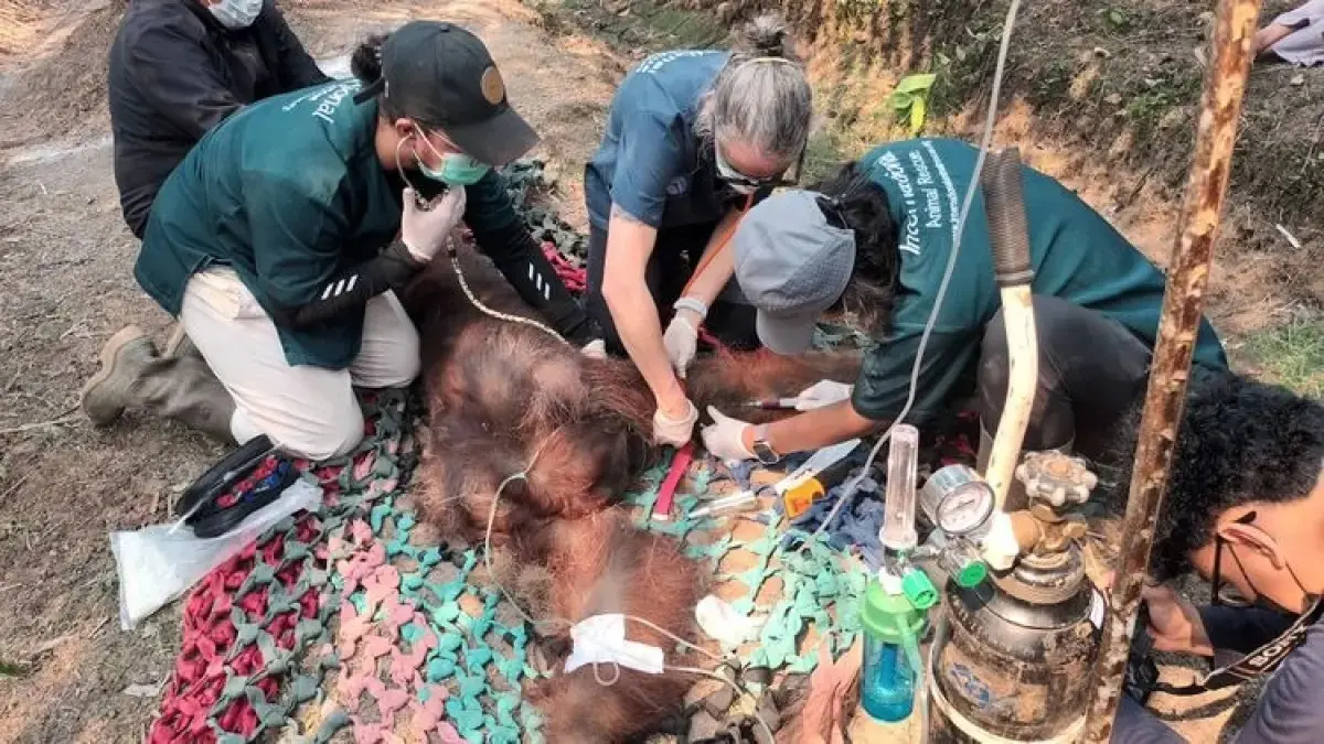 Balai Konservasi Sumber Daya Alam (BKSDA) Kalimantan Barat mengonfirmasi kematian satu individu orangutan jantan dewasa bernama Sempurna. (jawapos)