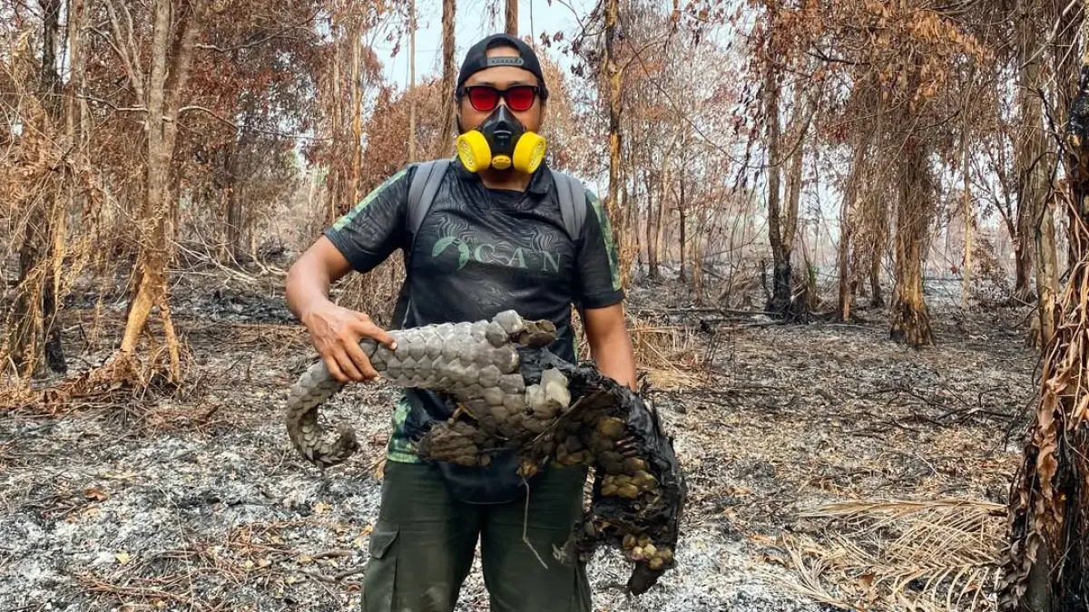 Pencinta satwa liar, Harry Siawanto, saat mengumpulkan bangkai tenggiling yang mati terpanggang  di wilayang Desa Terantang, Kecamatan Seranau, Kabupaten Kotawaringin Timur. (Istimewa)
