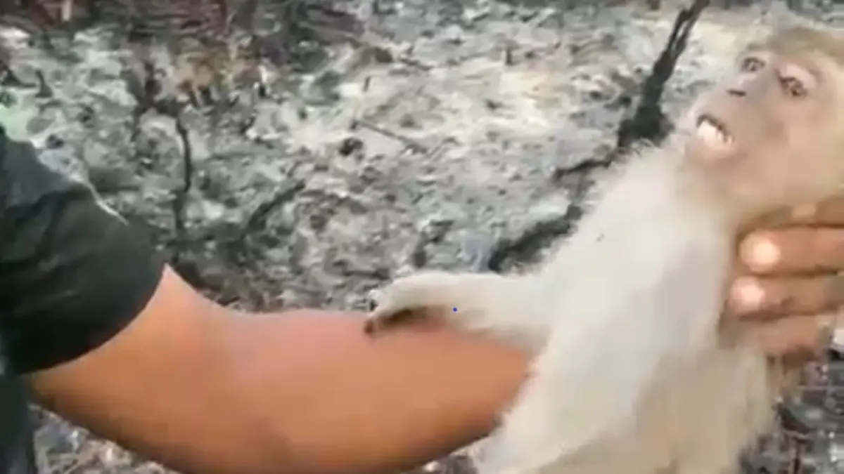 RESCUE: Anak monyet yang diselamatkan setelah terjebak di lahan terbakar.