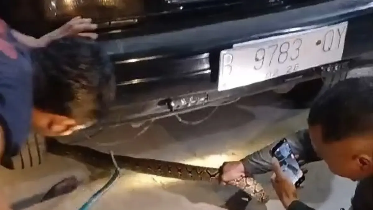 Ular phyton dievakuasi dari mobil di Jalan GM Arsad, Kelurahan Baru, Kecamatan Arut Selatan, Kabupaten Kotawaringin Barat, Minggu 13 September 2026, dinihari. (Ist)