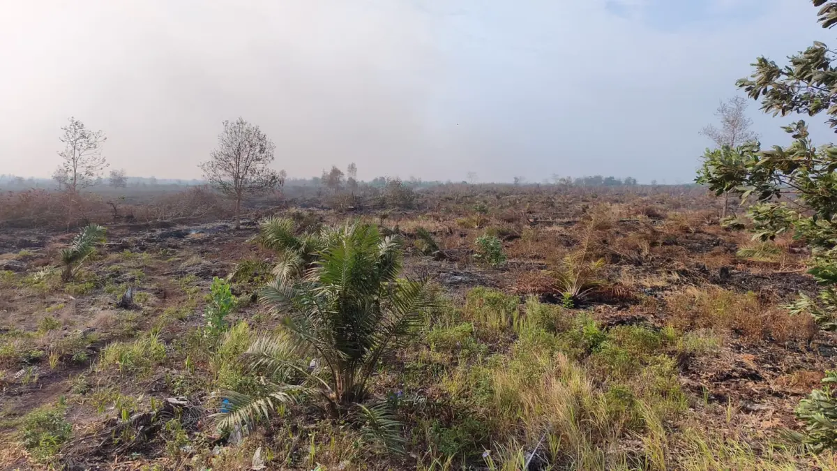 Kondisi kebun sawit Khozaini, salah satu warga di Teluk Sampit, yang habis terbakar.(istimewa/khozaini)