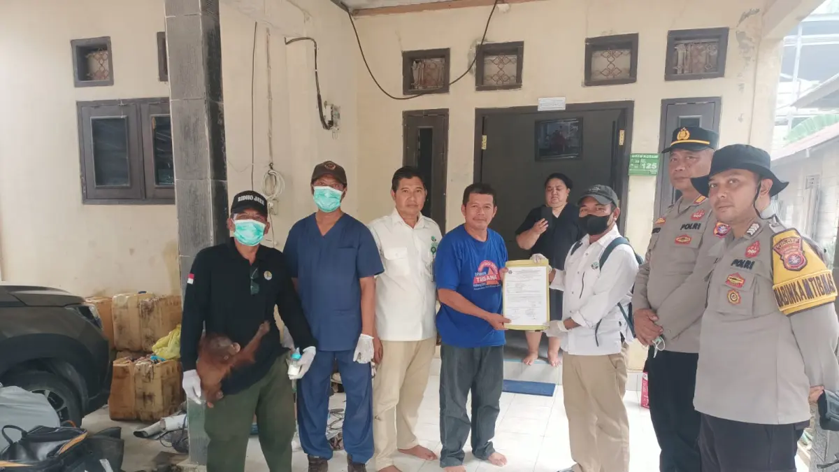 Seekor anak orangutan jantan berusia sekitar tujuh bulan ditemukan warga di Desa Batu Kotam, Kecamatan Bulik, Kabupaten Lamandau, Senin (21/9/2026) dijemput Tim BKSDA. (warga/radar sampit)
