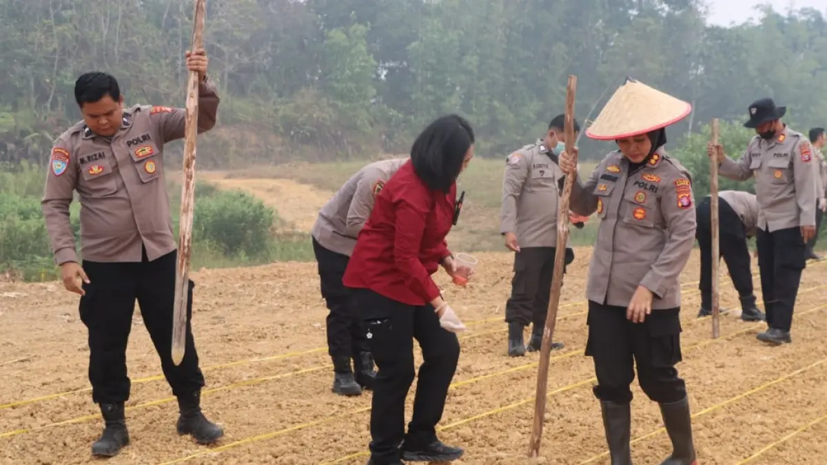 Suasana penanaman jagung hibrida kuartal IV, di lahan milik Polres Gumas, Sabtu (19/9). (Humas Polres Gunung Mas For Radar Sampit)