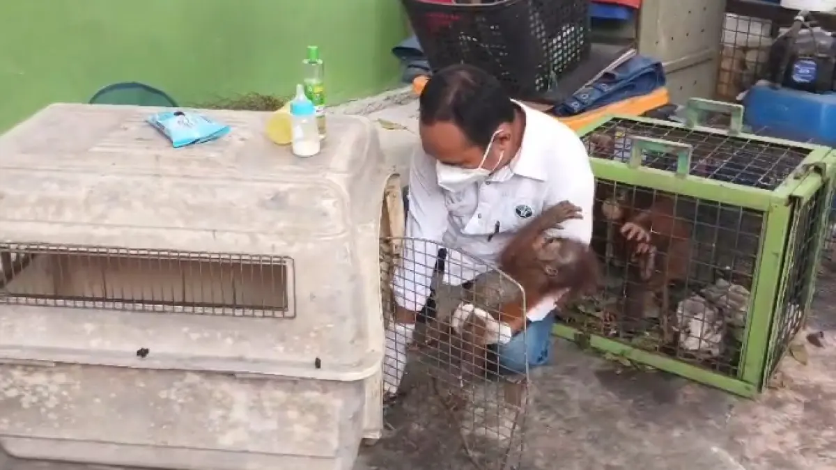 Kepala SKW II Pangkalan Bun BKSDA Kalteng Handi Nasoka memperlihatkan dua individu anak orangutan yang kondisinya makin membaik, Kamis 24 September 2026. (Foto: BKSDA Kalteng)