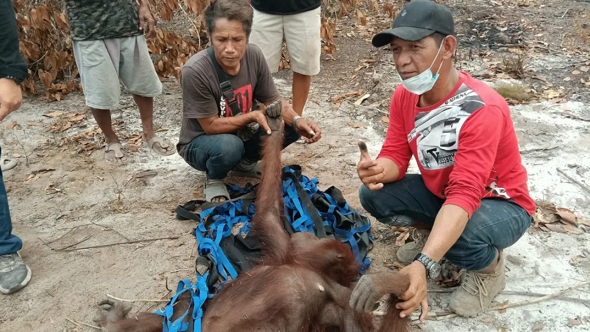 Dua individu orangutan bernama Meniti dan Fajar diselamatkan dari area perkebunan kakao di kilometer 24, KTH Meniti Fajar, Kelurahan Raja Seberang, Selasa 29 September 2026. (Koko/Radar Sampit)