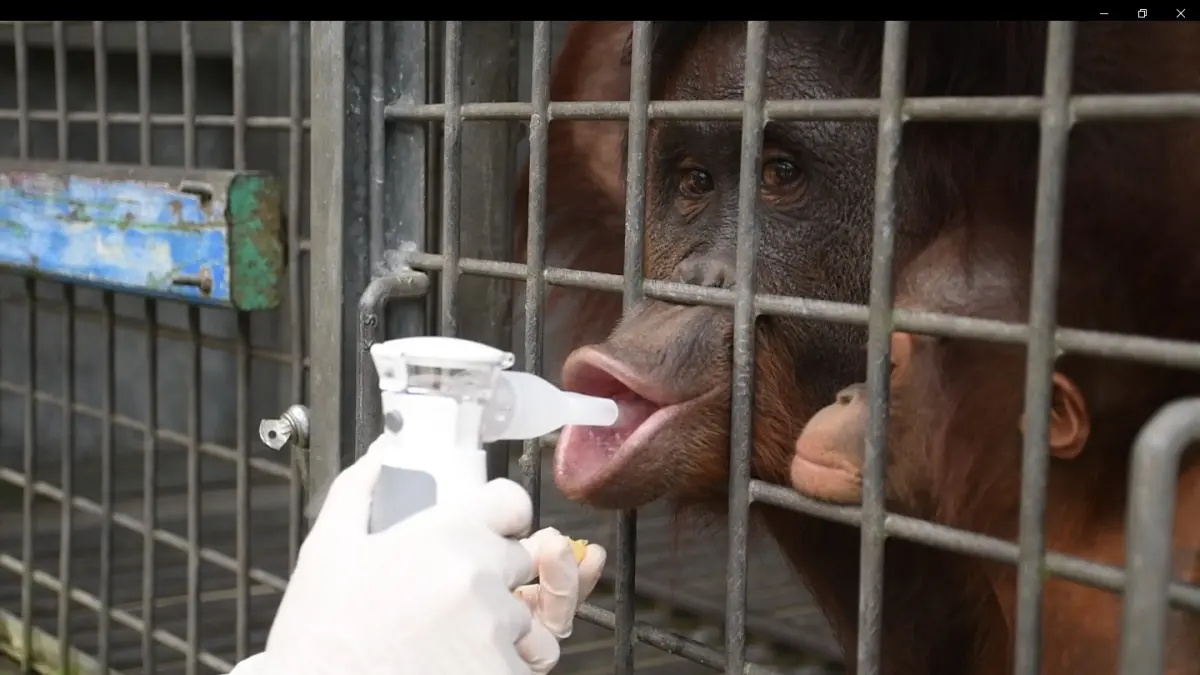 Orangutan yang mengalami ISPA menjalani terapi nebulizer untuk membantu mengatasi gangguan pernapasan. (ist)