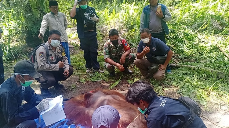 PELEPASLIARAN: Orangutan jantan berusia 25 tahun dengan bobot 83 kilogram dilepaskan ke TNTP setelah dievakuasi dari kawasan perkebunan kelapa sawit di Desa Bedaun, Kecamatan Kumai, Jumat (25/2) (ISTIMEWA/RADAR PANGKALAN BUN)