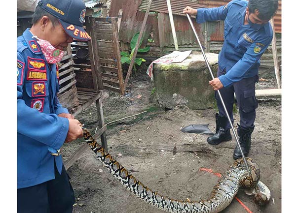 TANGKAPAN ULAR: Tim Dinas Pemadam Kebakaran dan Penyelamatan (DPKP) Kota Palangka Raya mengevakasi ular piton di Jalan Bangaris, Palangka Raya. (DPKP PALANGKA RAYA)