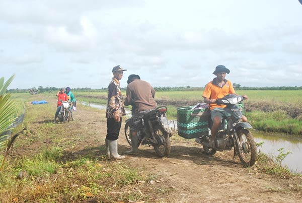 PERTANIAN: Para petani mengangkut hasil pertanian mereka, saat ini saluran irigasi di lahan pertanian masyarakat Dapil II butuh perbaikan. (HENDRI EDITIA/RADAR SAMPIT)