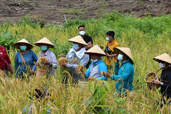 PANEN PADI: Bupati Lamandau Hendra Lesmana saat panen raya di ladang padi milik warga Kecamatan Delang beberapa waktu lalu. Bupati meminta para petani tanaman pangan tidak tergiur godan alih fungsi lahan menjadi kebun sawit. (ISTIMEWA/RADAR SAMPIT)