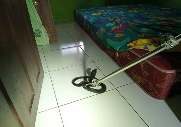 EVAKUASI: Animal Rescue Damkar Kobar mengevakuasi ular kobra di rumah warga Kasan Rejo, RT 18, Kelurahan Sidorejo, Kecamatan Arut Selatan, baru-baru ini. (MAKO DAMKAR FOR RADAR SAMPIT)