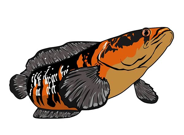 Ilustrasi. (net)