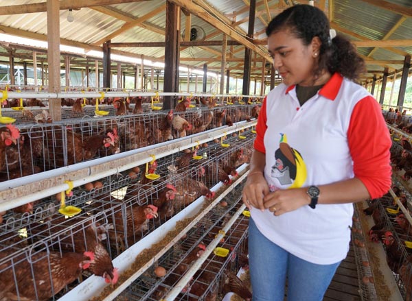 USAHA: Peternakan ayam generasi muda Papua. (ISTIMEWA)