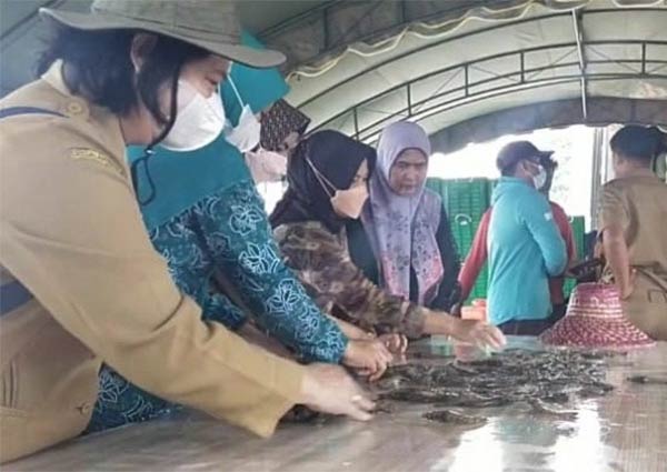 UDANG VANAME: Kelompok masyarakat di wilayah Pantai Lunci saat memilah udang vaname hasil panen.