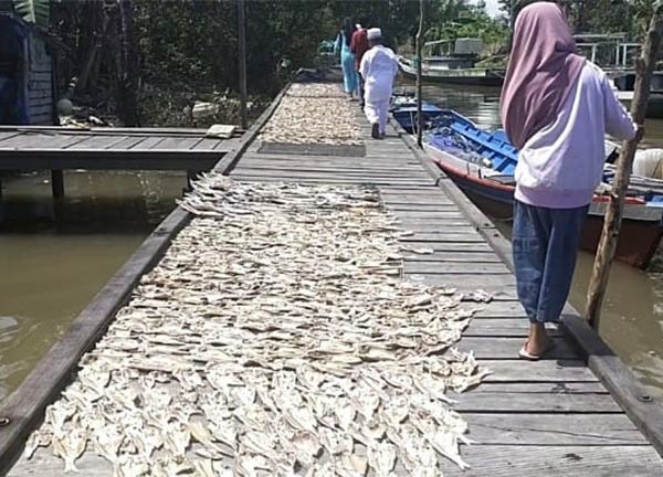 HASIL LAUT: Proses pengeringan ikan hasil tangkapan nelayan pesisir Sukamara di bawah sinar terik matahari.
