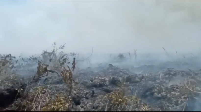 KARHUTLA: Kondisi hutan di Desa Keraya Kecamatan Kumai, Kabupaten Kotawaringin Barat, yang terbakar, Sabtu (23/9/2023). (ISTIMEWA/RADAR PANGKALAN BUN)