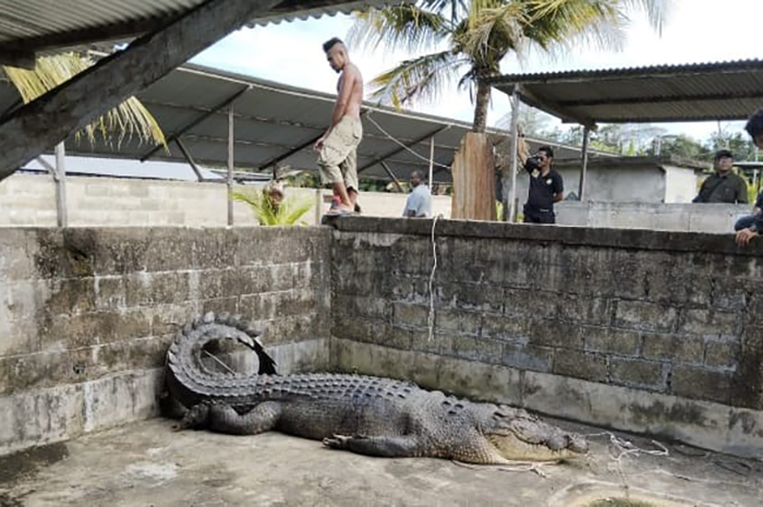DIRAWAT DI TARAKAN: Seekor buaya yang sempat menggegerkan warga Kampung Sukan Tenah telah dibawa ke penangkaran di Tarakan, Kalimantan Utara.