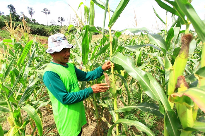 BUTUH DUKUNGAN: Bantuan benih merupakan salah satu permintaan pemerintah kampung saat Musrenbang Kecamatan Talisayan.