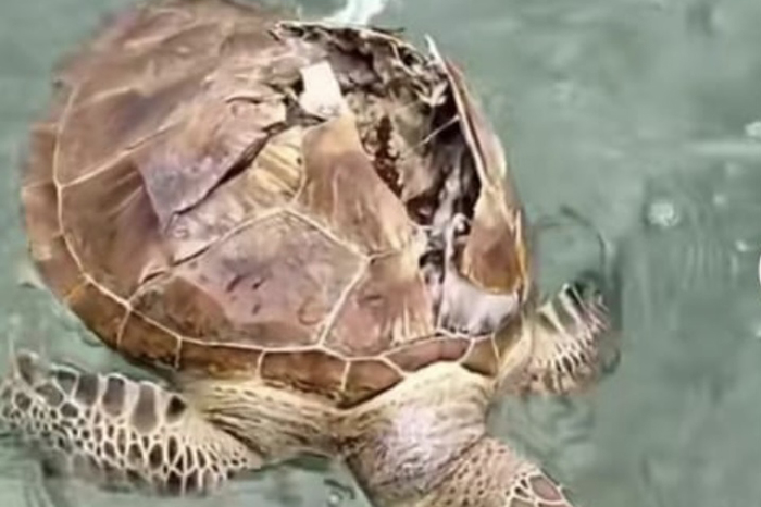 VIRAL: Potongan video yang menggambarkan seekor penyu mati diduga akibat terkena dampak aksi penangkapan ikan dengan alat tidak ramah lingkungan.