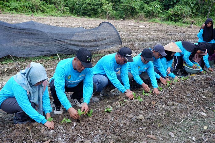 PENANAMAN: Manajemen BUMA Binsua  bersama dengan mahasiswa Stiper dan juga masyarakat Inaran terus mengembangkan tanaman Holtikultura di kampung mereka.