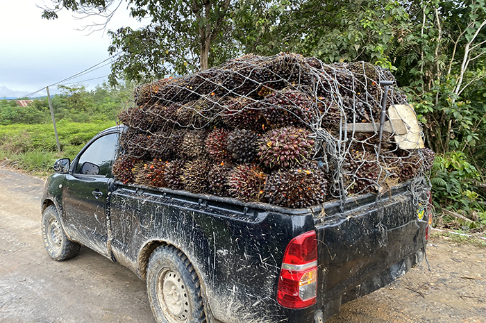 DORONG KEMITRAAN: Petani kelapa sawit swadaya di Kabupaten Berau didorong untuk menjalin kemitraan dengan perusahaan, agar dapat meningkatkan harga jual TBS.