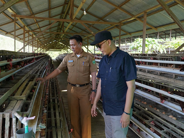 MAKSIMALKAN POTENSI: Salah satu unit usaha kampung, yaitu ayam petelur milik Pemerintah Kampung Labanan Makarti, Teluk Bayur.