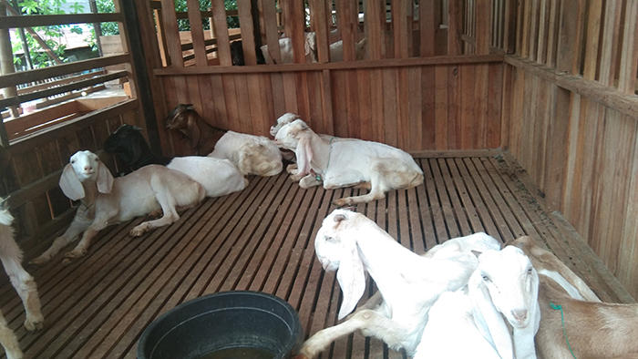 UNIT USAHA BARU: Pemerintah Kampung Labanan Makarti tengah membentuk unit usaha peternakan susu kambing.