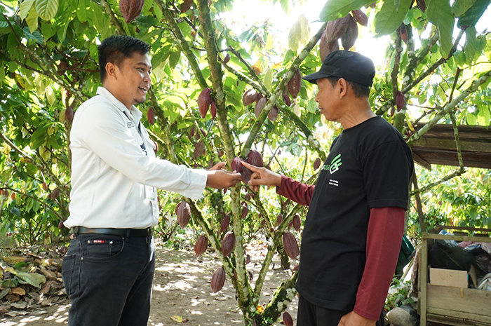 PUNYA POTENSI TINGGI: Saenuddin, petani mandiri cokelat di Kampung Rantau Panjang, Sambaliung, saat menjelaskan tanaman cokelat miliknya dengan manajemen PT Berau Coal.