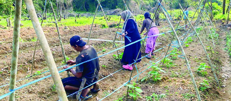 MULAI KEBIASAAN BARU: Melalui pendampingan PT Berau Coal di bidang hortikultura di KAT Pettung, Merancang Ulu memberikan kegiatan baru bagi masyarakat yang bisa mendukung kesejahteraan mereka.
