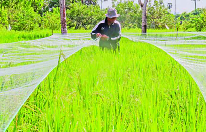 PILIH YANG AMAN: Petani diingatkan memilih penggunaan pestisida alami yang lebih aman terhadap lingkungan maupun manusia.